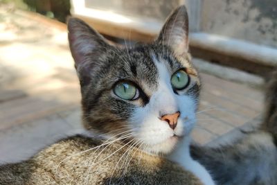 Close-up portrait of a cat