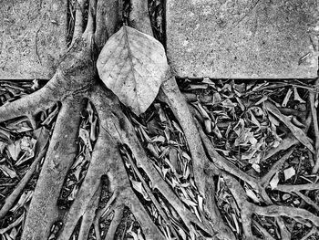 Close-up of tree trunk