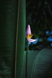 Close-up of pink water lily blooming outdoors