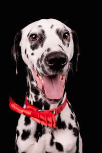 Close-up portrait of a dog over black background