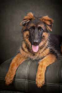 Portrait of dog sitting on sofa at home