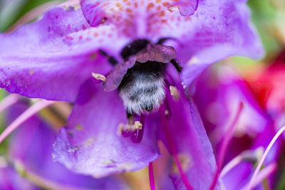 Close-up of bee on purple flower