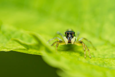 Close up of jumping spider on leaf with nature background.