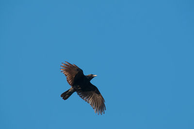 Low angle view of bird flying against clear blue sky