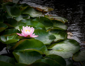 Lotus water lily in lake