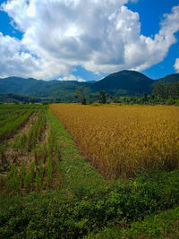 Scenic view of agricultural field against sky