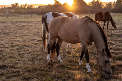 Horses in the field