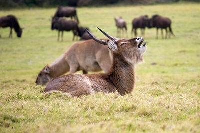 Water bucks grazing on field