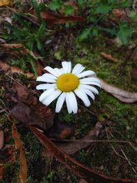 High angle view of white flowering plant on field