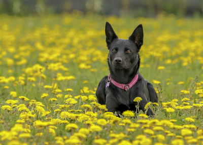 Portrait of a dog looking away