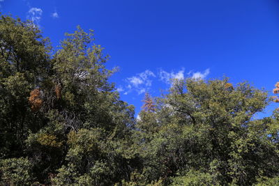 Low angle view of pine trees against blue sky