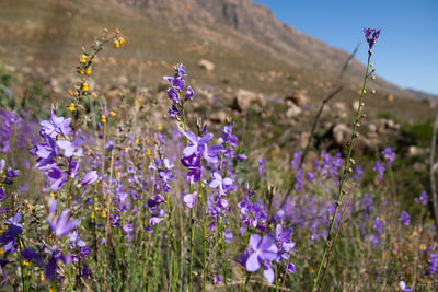 Close-up of purple flowering plants on field