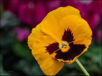 Close-up of yellow flower blooming outdoors