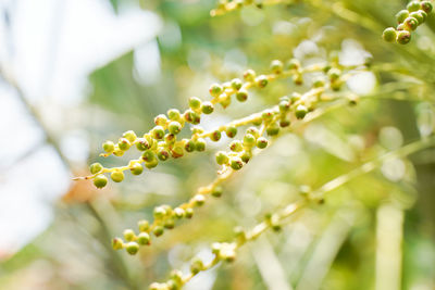 Close-up of berries growing on tree