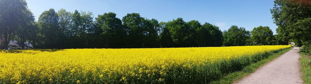 Scenic view of oilseed rape field against sky