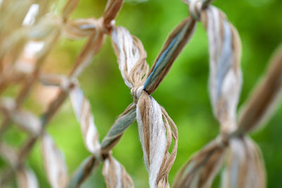 Close-up of plant growing in farm