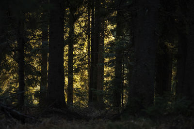 Trees in forest