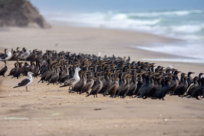 Flock of birds on beach