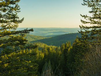 Scenic view of forest against clear sky