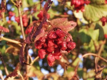 Close-up of red berries growing on tree