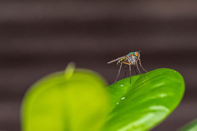 Close-up of insect on leaf