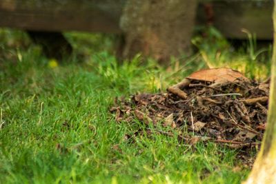 Close-up of mushroom growing on field