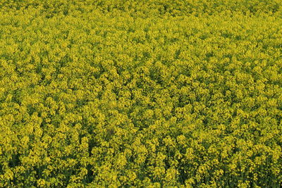 High angle view of oilseed rape field