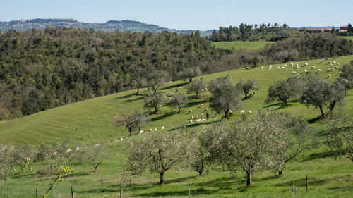 Tuscan shepherd with flock of sheep