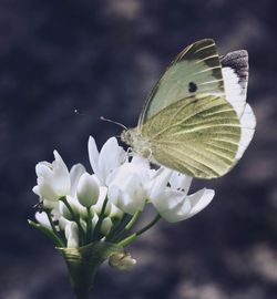 Close-up of butterfly pollinating on white flower