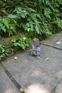 High angle view of cat sitting on plant