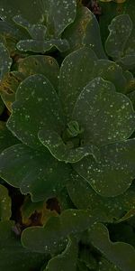 Full frame shot of wet leaves