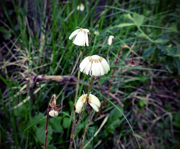 Close-up of flower growing on plant