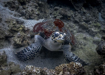 View of turtle in sea