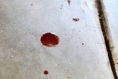 High angle view of red berries on road