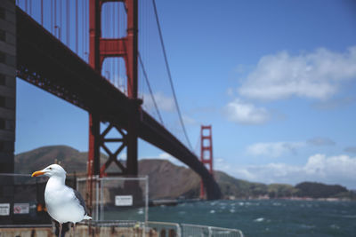 Seagull perching on suspension bridge in city against sky