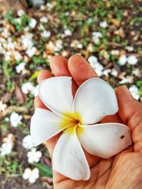 Close-up of hand holding white flowering plant