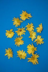 Close-up of yellow flowers against blue background