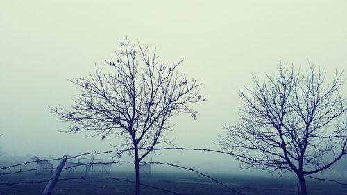 Low angle view of bare tree against clear sky