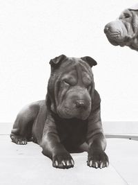 Shar-pei dogs against wall