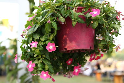 Close-up of pink flowering plants