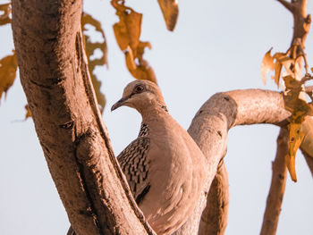 Low angle view of bird perching on tree against sky