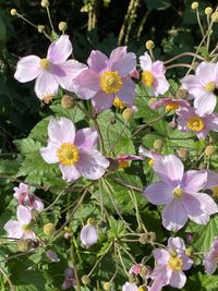 Close-up of pink flowering plants