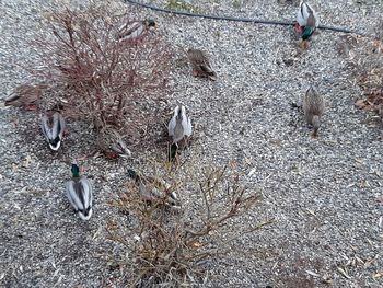 High angle view of birds on snow covered land