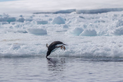 Adelie penguin diving into the sea near the antarctic peninsula.