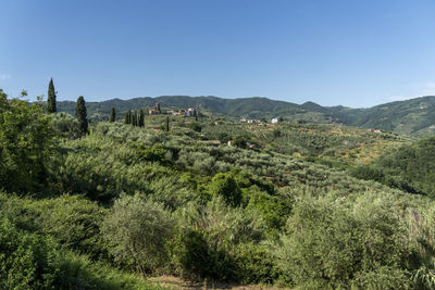 Scenic view of landscape against clear sky