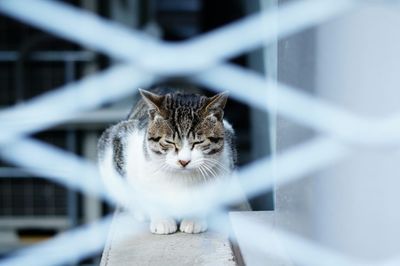 Cat seen through fence