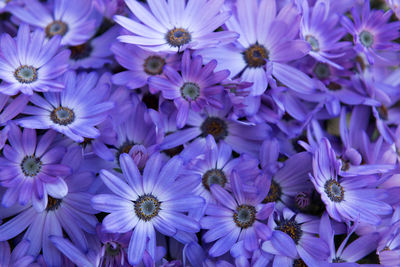 Close-up of purple flowers