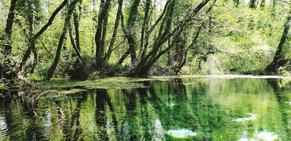 Scenic view of lake in forest