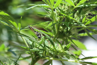 Close-up of insect on plant