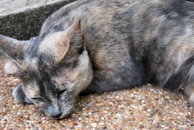 Close-up of dog sleeping